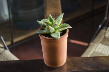 Çiçek saksısında sulu bitki