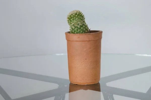 Cactus in a pot. — Stock Photo, Image