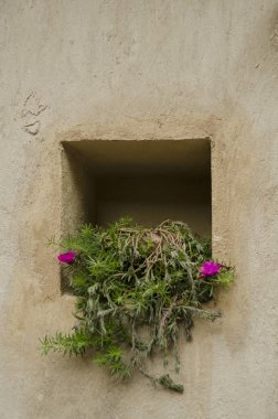 Bir niş içinde çiçekler