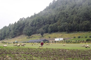 Meksika 'da kırsal peyzaj