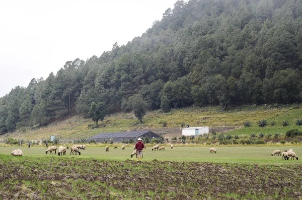 Meksika 'da kırsal peyzaj