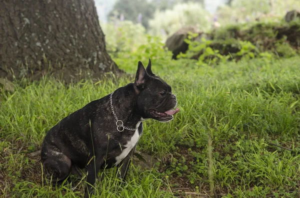 Bulldog francés negro — Foto de Stock