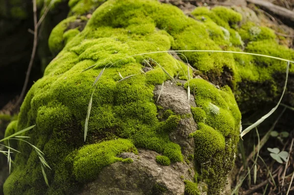 Moss y liquen cubierto de piedra — Foto de Stock