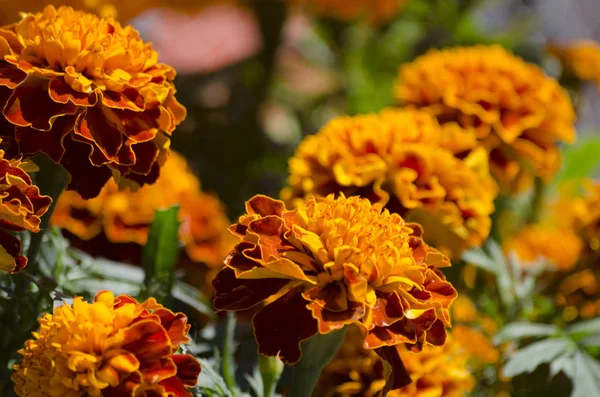 Meksika Ölülerin günü, sunak için kullanılan geleneksel cempasuchil çiçek