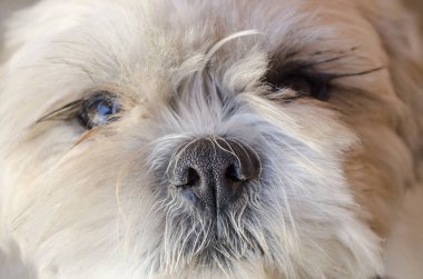Sana bakarken sevimli beyaz köpek yüzlü bir close-up.