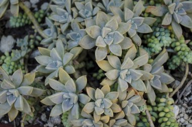 Etli kaktüs bitkileri bir bahçe. Yeşil yaprakları doku ve arka plan