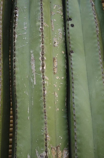 Primer Plano Del Cactus Tubo Órgano Planta Suculenta Cactus Primer —  Fotos de Stock