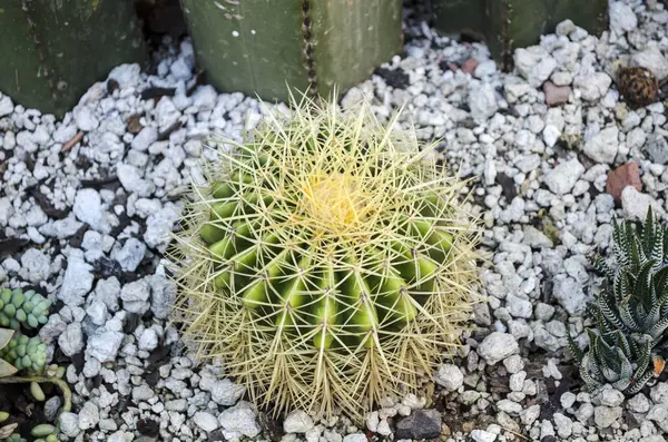 Primer Plano Tiro Planta Cactus Barril Bola Oro — Foto de Stock