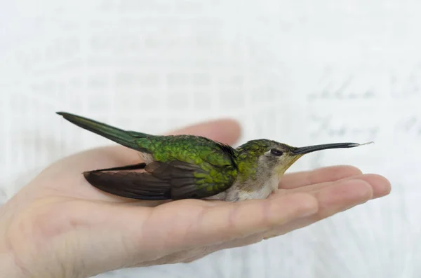 Hand holding a hummingbird against white background. Hummingbird portrait against white background