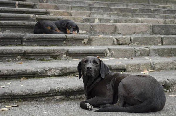 Dos Perros Negros Descansando Las Escaleras Calle Perros Callejeros Descansando —  Fotos de Stock