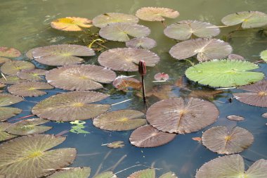 Nilüfer çiçeği ya da nemfoman bitkisi. Uzun ömürlü bitkiler. Küçük yerel gölün dışında büyüyen açık yeşil yapraklar.