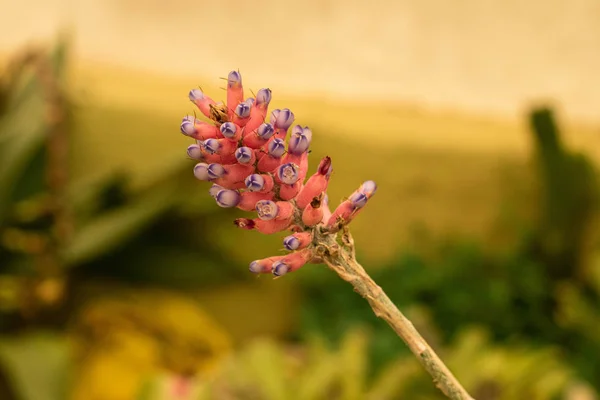 Indah Dari Kebun Tanaman Hias Rumah Hijau Dengan Bunga Merah — Stok Foto