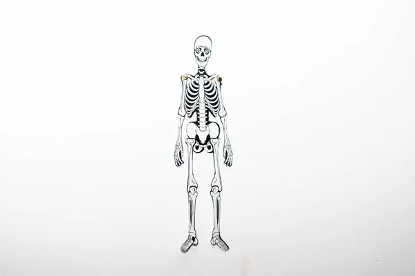 Paper Articulated Art Craft Skeleton Human Isolated White Background — ストック写真