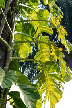 Güneşli bir günde yeşil yapraklar. Ağaç doğa arkaplanı bırakır