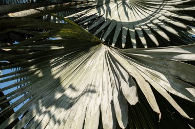 Mavi arka planda tropik palmiye yaprakları. Tropik palmiye yapraklarının ayrıntıları