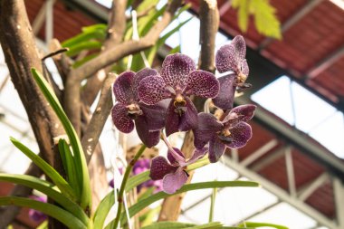 Geçmişi bulanık mor orkideler. Sapında mor orkideler