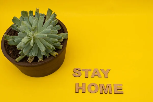 Quédate Casa Frase Hecha Letras Madera Una Planta Suculenta Sobre —  Fotos de Stock