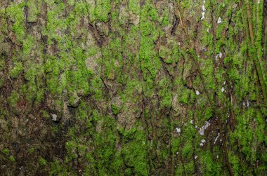 Ağacın kabuğunda yosun. Ağaç kabuğunun dokusu. 