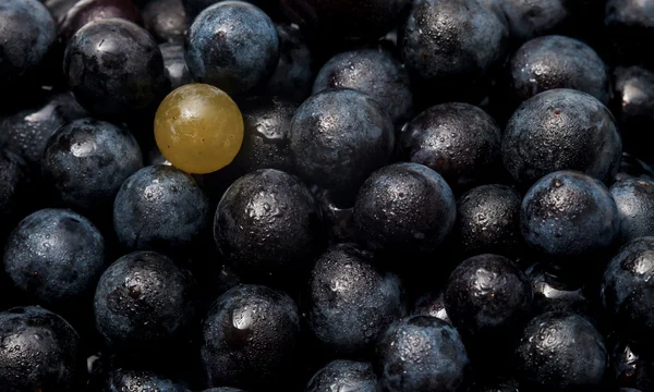 Fond de raisin de vin rouge, raisins noirs, raisins bleus, raisin de vin — Photo