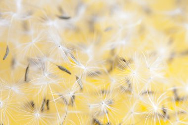 karahindiba sporlar arka plan