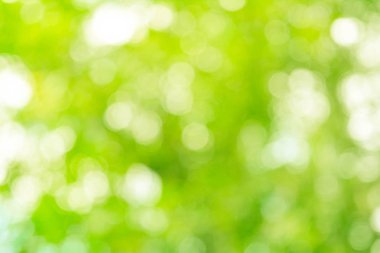 Doğal Pastel yeşil Bokeh arka plan