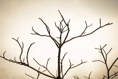 Soyut gökyüzü arka planı üzerinde çıplak ağaç dalı