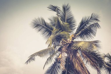 Stand yalnız hindistan cevizi ağacı