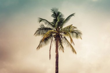 Stand yalnız hindistan cevizi ağacı