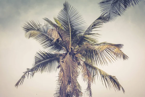独立椰子树 — 图库照片