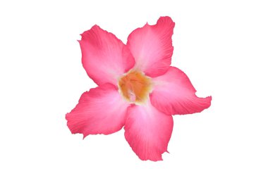 Açelya çiçekleri beyaz arkaplanda izole edilmiş.