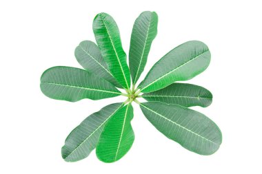 Beyaz arka plan üzerinde izole yeşil frangipani yaprak.