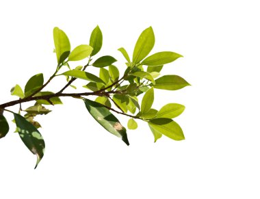 Beyaz arkaplanda yeşil yapraklar var. kırpma yolu ile.