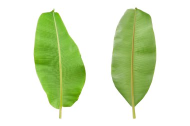 Beyaz arka planda izole edilmiş taze muz yaprağı. Kırpma yolu ile arka ve ön görünüm