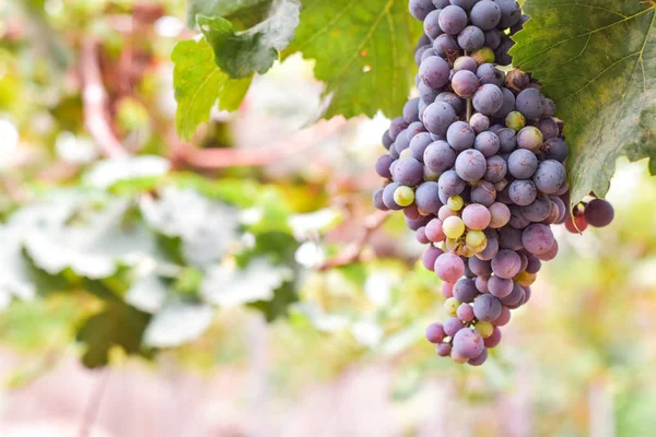 Naturbakgrund med Vineyard på hösten. Druvor på hösten — Stockfoto