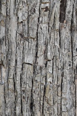 Ağaç kabuğu dokusu. Kahverengi ahşap. Doğal desenli tahta.