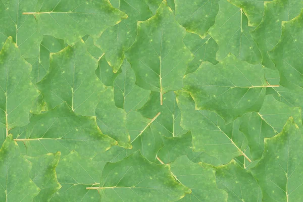 Textura Folha Verde Abstrato Leavs Fundo — Fotografia de Stock