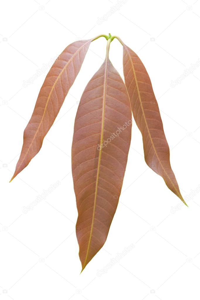 Fresh mango leaf isolated on white background. newly young leaves