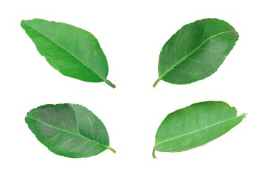 Beyaz arkaplanda izole edilmiş limon yaprağı kümesi.