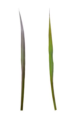 Beyaz arka planda izole edilmiş şeker kamışı yaprağı seti. kırpma yolu ile