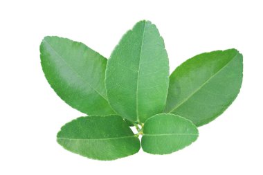 Beyaz arka planda limon yaprağı izole. kırpma yolu ile