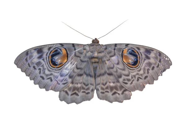 Grey Butterfly Isolated White Background Object Clipping Path — Stock Photo, Image