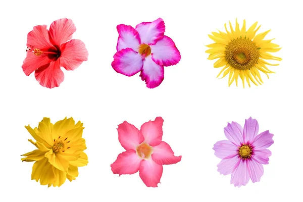 Różne Kolorowe Kwiaty Izolowane Białym Tle Zestaw Kosmos Daisy Słonecznik — Zdjęcie stockowe