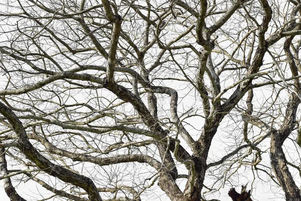 Ramo Árvore Seca Isolado Fundo Branco — Fotografia de Stock
