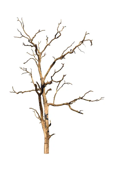 Arbre Mort Isolé Sur Fond Blanc Branche Arbre Sèche Avec — Photo