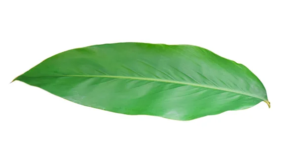Zöld Levelek Galangal Trópusi Gyógynövény Izolált Fehér Alapon Tárgyak Nyírási — Stock Fotó