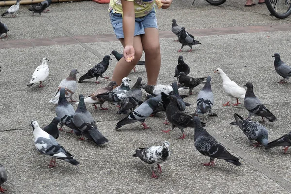 People and children are playing and feeding pigeons in chiangmai — 스톡 사진