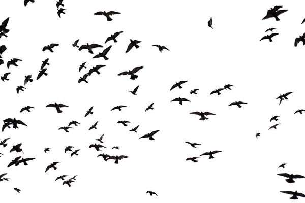 Силуетна зграя голубів, що літають над фоном неба . — стокове фото