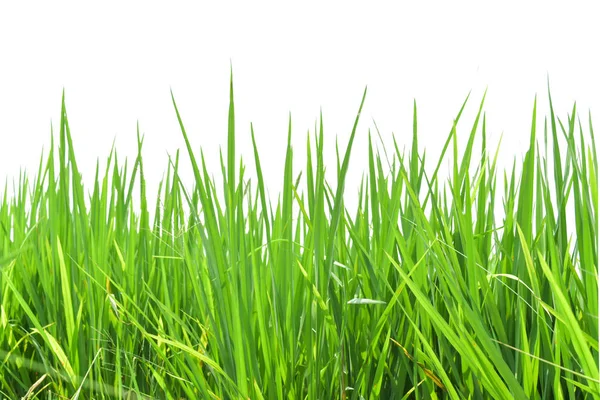 Riz Vert Isolé Sur Fond Blanc — Photo