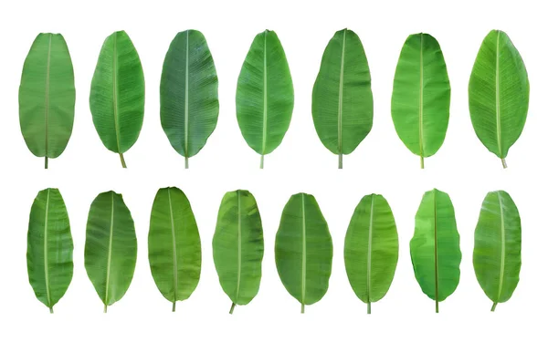 Set Aus Grünen Bananenblättern Isoliert Auf Weißem Hintergrund Mit Schnittpfad — Stockfoto