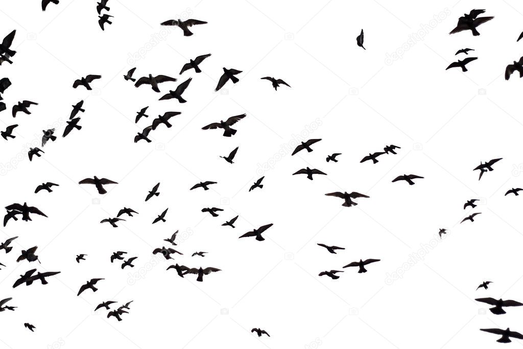 Silhouette flock of Pigeons flying over sky background.